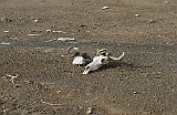 Skull of wildebeest